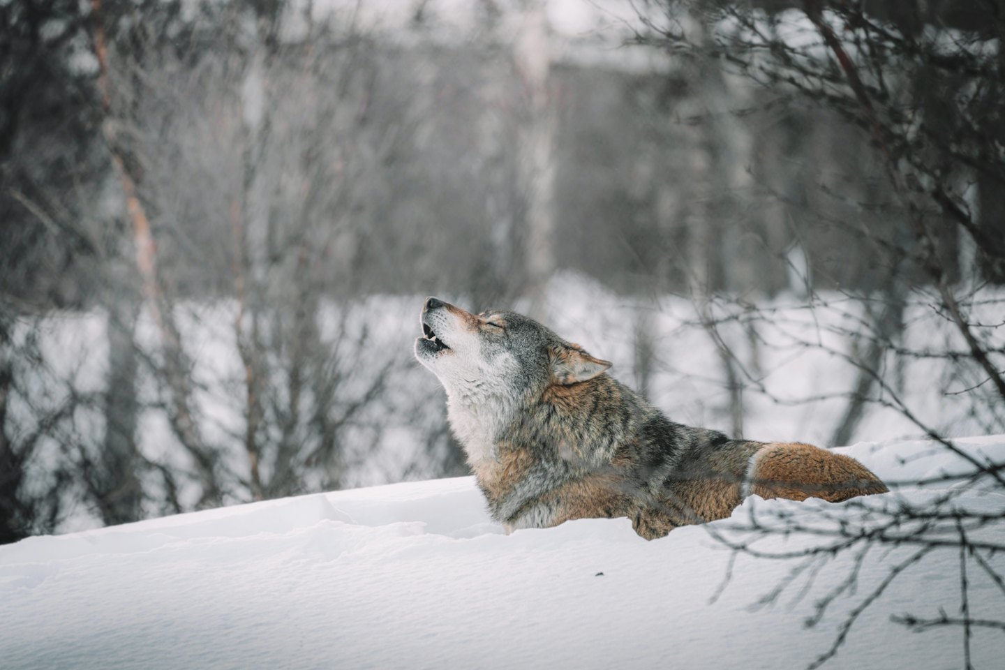 Grey wolf howls in a deep snow bank.