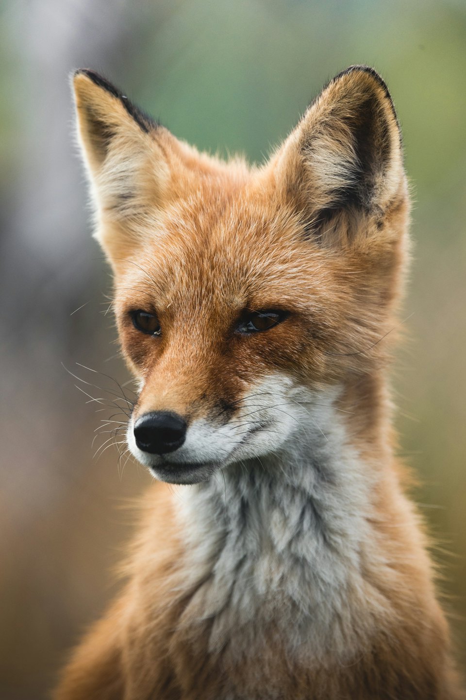 Red fox looking left in green and brown foliage.