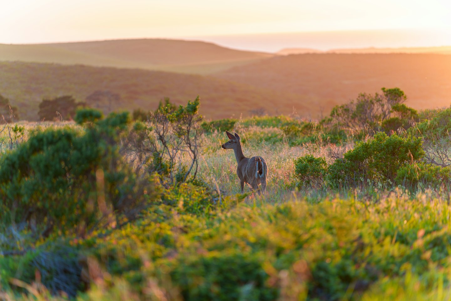 A deer stands in a sun-drenched landscape with rolling hills.