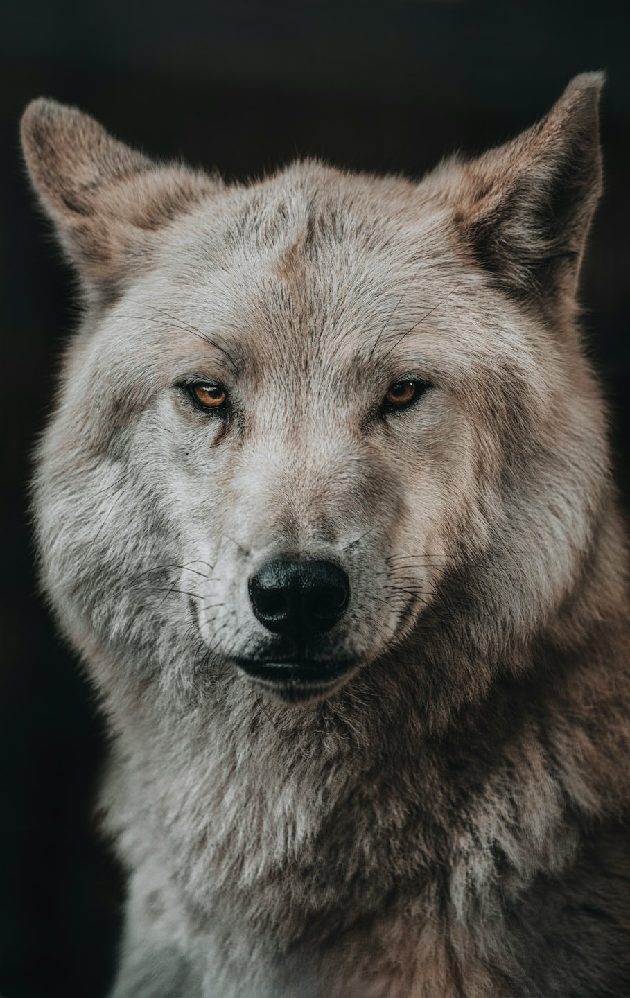A light-furred wolf stares ahead with piercing amber eyes.